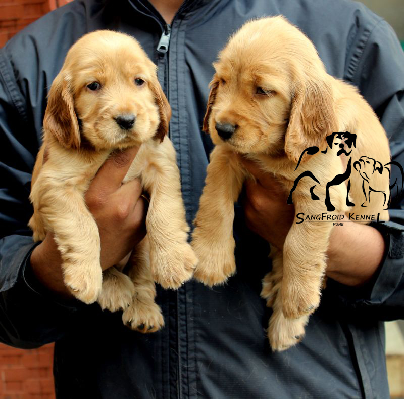 Image of cocker Spniel posted on 2022-08-22 04:07:05 from PUNE
